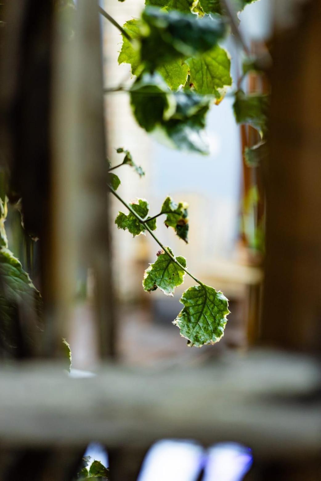 Villa Pantai Boutique Hotel Maragogi Zewnętrze zdjęcie